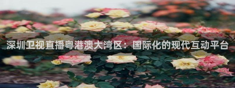 球神体育：深圳卫视直播粤港澳大湾区：国际化的现代互动平台